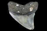 Fossil Megalodon Tooth - North Carolina #101260-1